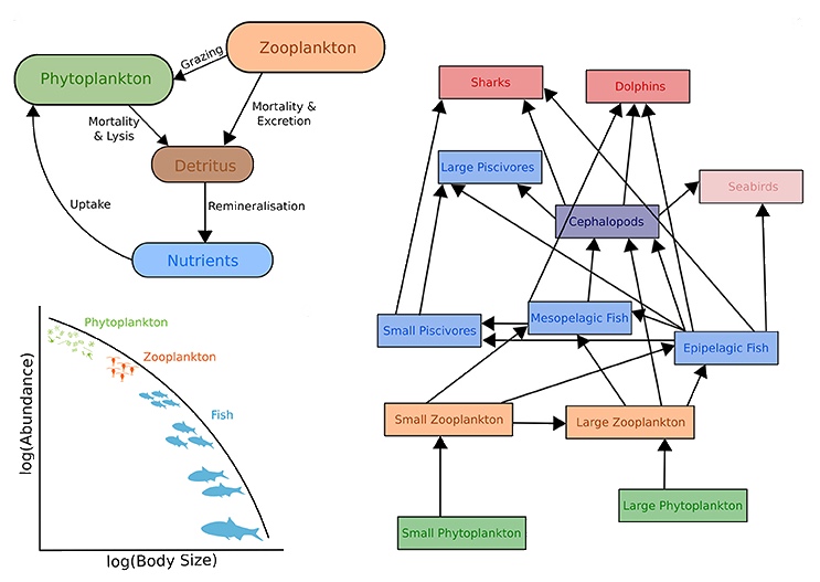       Upper left: Biogeochemical models                        Right: Ecosystem models       Lower left: Size-spectra models These models also have temporal and spatial components.[5]