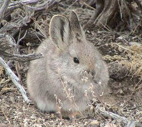 File:BRACHYLAGUS IDAHOENSIS.jpg