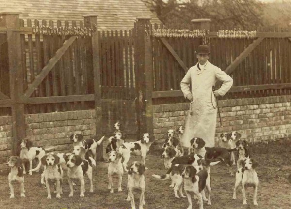 File:Caynsham-beagles.jpg