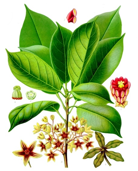 Файл:Cola acuminata - Köhler–s Medizinal-Pflanzen-183.jpg