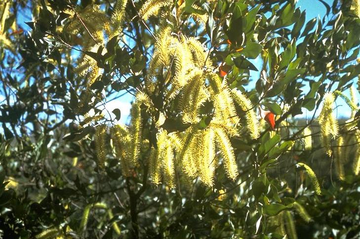 File:Grevillea glauca.jpg