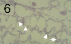 Colonization of the mesophyll tissue by an intercellular hypha (arrows) of Zymoseptoria tritici during the symptomless biotrophic phase of pathogenesis.