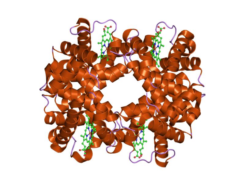 File:PDB 1o1l EBI.jpg