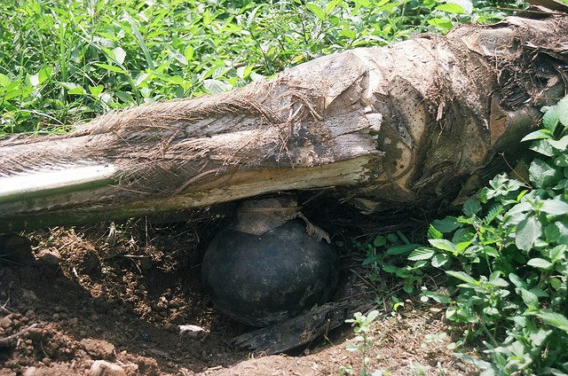 File:Palmwine.jpg