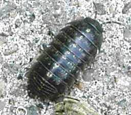 File:ArmadillidiumVulgare.jpg