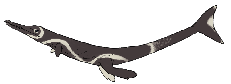 File:Cricosaurus albersdoeferi.png