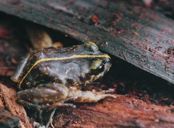 File:Eupsophus emiliopugini.jpg