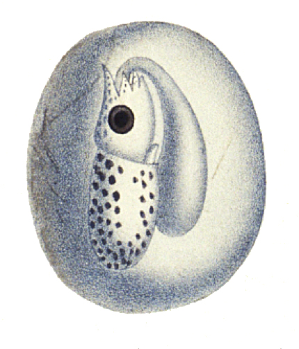 Файл:Loligo vulgaris embryo2.jpg