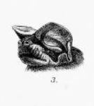 Drawing of bat head