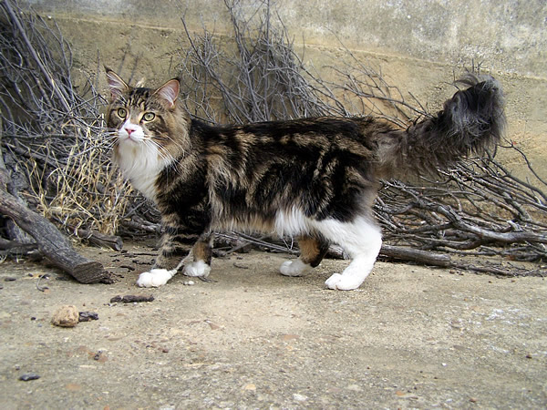 File:Mainecoonbrowntabby.jpg