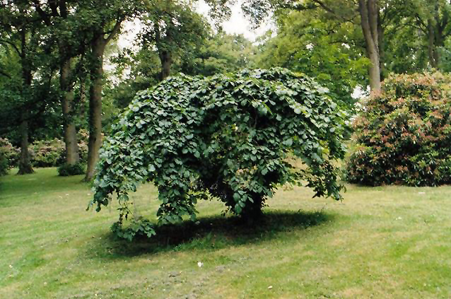 File:Ulmus glabra 'Camperdownii' in Dundee.jpg