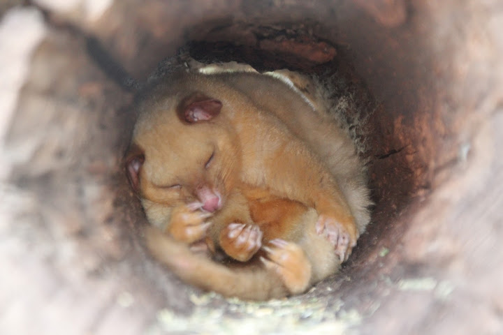 File:Brushtailed Possum Tasmania Zoo.JPG