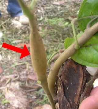 File:Cocoa Swollen Shoot Stem symptom.jpg