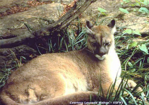 File:EasternCougar.jpg