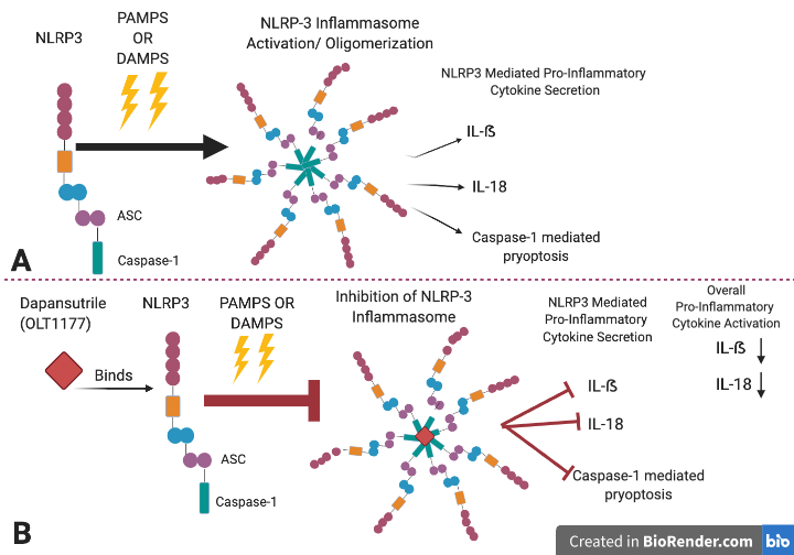 Figure 3. Dapansutrile's Mechanism of Action. A. Depicts the activation and oligomerization of the NLRP3 inflammasome caused by PAMPS and DAMPS. B. When Dapansutrile is administered it binds to the NLRP3 protein and if DAMPS and PAMPS signals are present, Dapansutrile will inhibit NLRP3 inflammasome activation. This leads to an inhibition of the NLRP3 secretion of cytokines (IL-1ẞ and IL-18) and caspase-1 mediated pyroptosis. Image created in biorender.com.