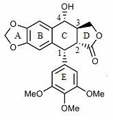 Ring assignment and numbering of podophyllotoxin.