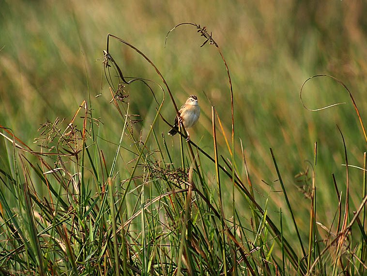 File:Zitting Cisticola I2 IMG 6914.jpg