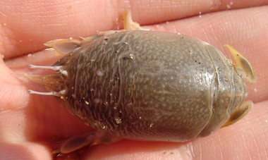 File:Female-sand-crab-back.jpg