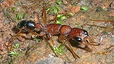 Файл:Harpegnathos saltator.jpg