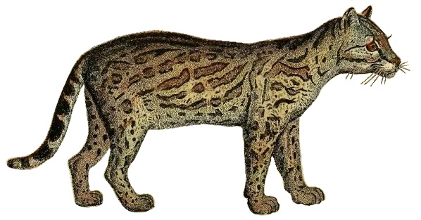 Файл:Lydekker - Ocelot (white background).JPG