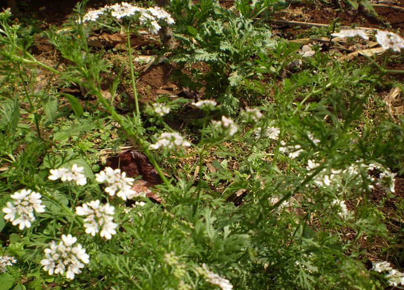 File:Parsley white flower.jpg