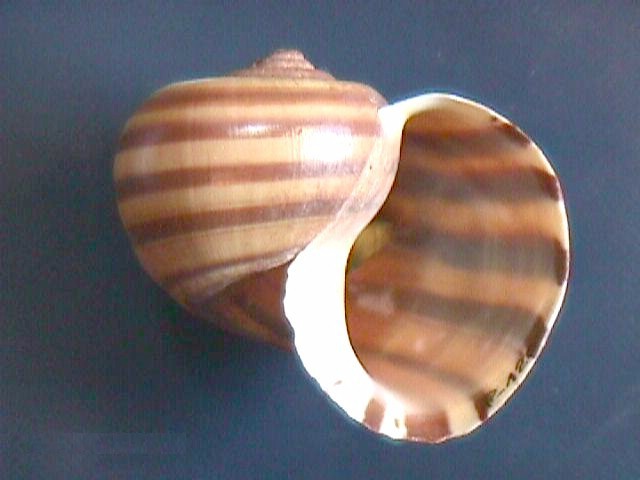 Archivo:Pomacea glauca 000.jpg