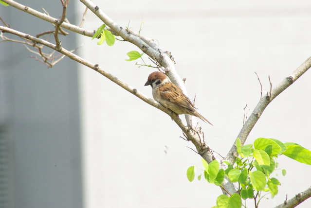 File:Posture of a sparrow.jpeg