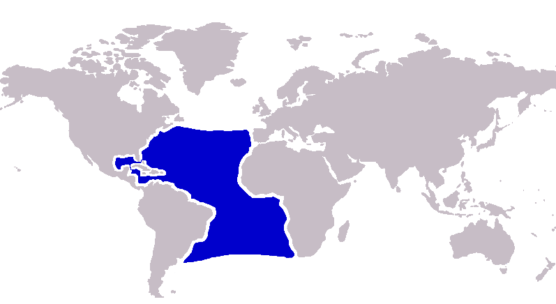 Файл:Atlantic blue marlin distribution.PNG