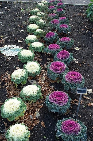 Файл:Flowering-kale.jpg