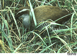 Файл:Guam rail.gif