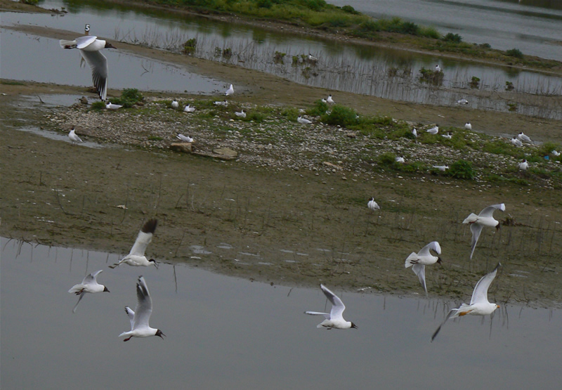 File:Gulls mobbing.jpg