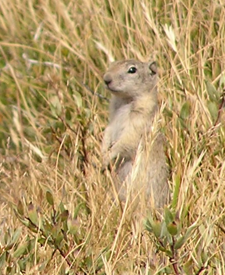 File:Spermophilus beldingi.jpg