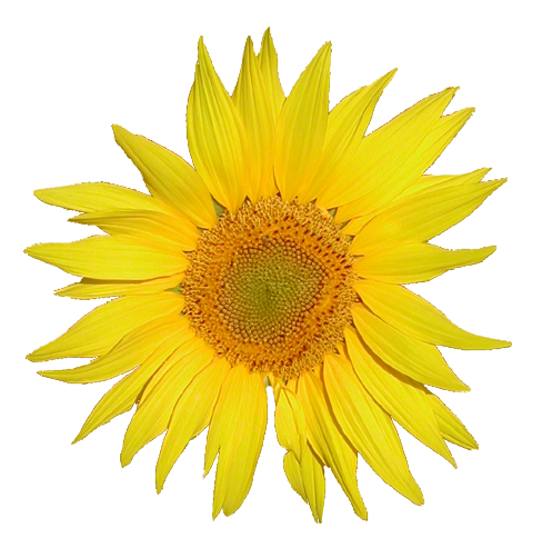 File:Tournesol.png