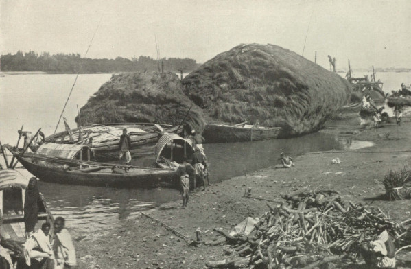 File:From the Harvest Fields of Bengal.jpg