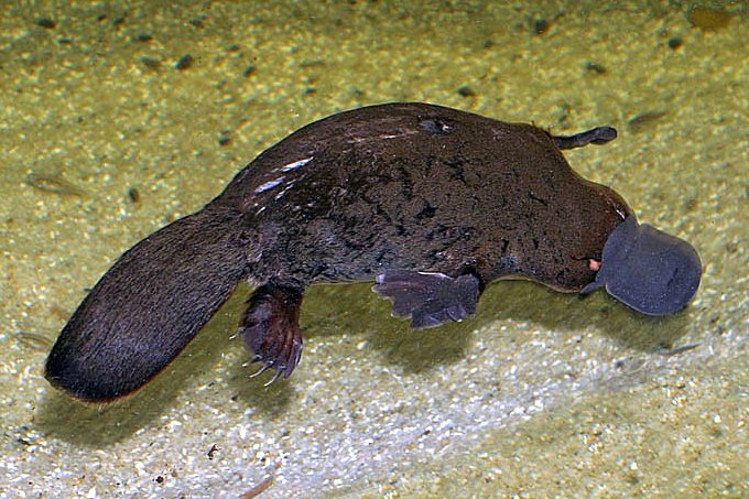 Archivo:Platypus.jpg