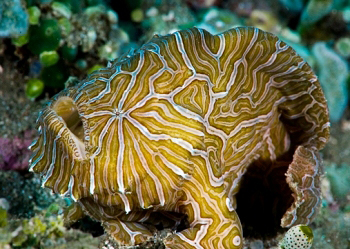 Psychedelic frogfish, Histiophryne psychedelica[66]