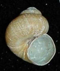 File:Valvata piscinalis shell.jpg