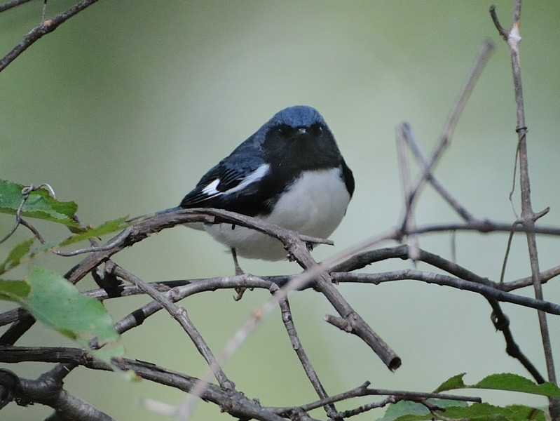 File:Black-Throated Blue Warbler.jpg