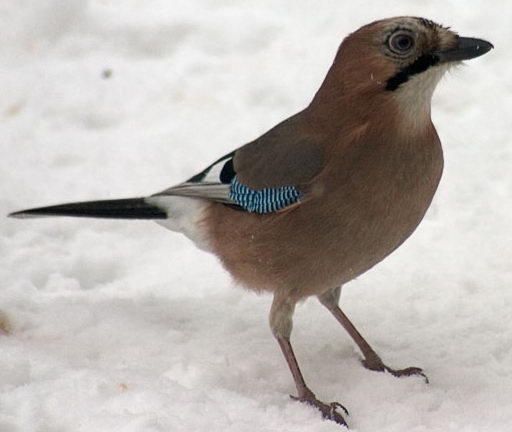 File:Garrulus glandarius3.jpg