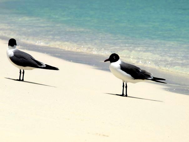 File:Guanaguanre (Larus atricilla) de los Roques Venezuela 000.jpg