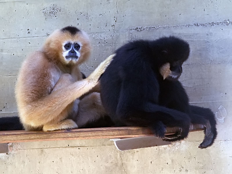 Файл:Southern white-cheeked gibbon.jpg