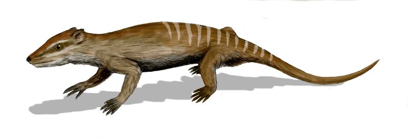 File:Yanoconodon BW.jpg