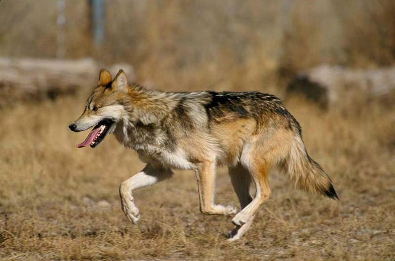 a Mexican wolf