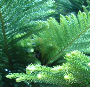 File:Araucaria heterophylla needles.jpg