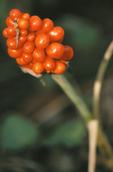 File:Arisaema triphyllum fruit.jpg