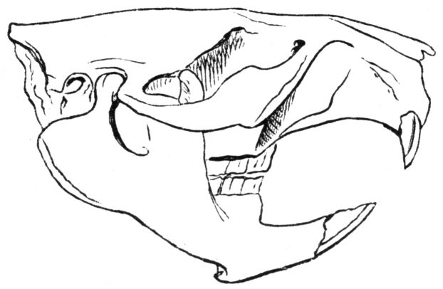 File:Biberschaedel-drawing.jpg