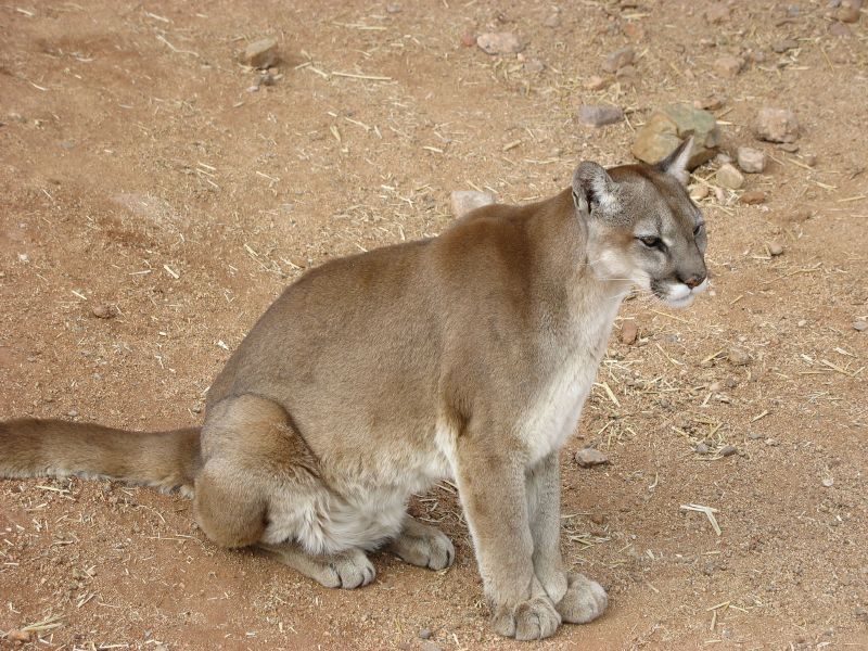 File:Cougar sitting.jpg