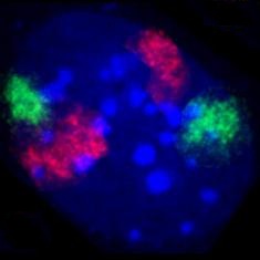 File:MouseChromosomeTerritoriesBMC Cell Biol6-44Fig2e.jpg