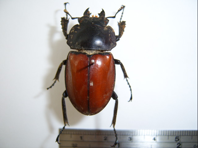 File:Neolucanus swinhoei01.JPG