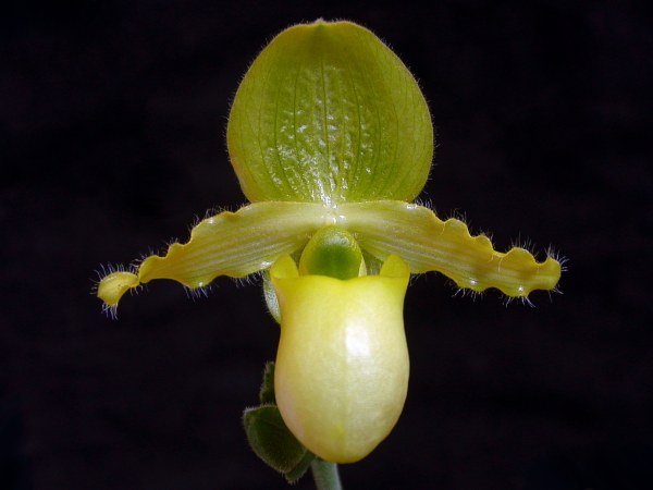 Файл:Paphiopedilum primulinum.jpg